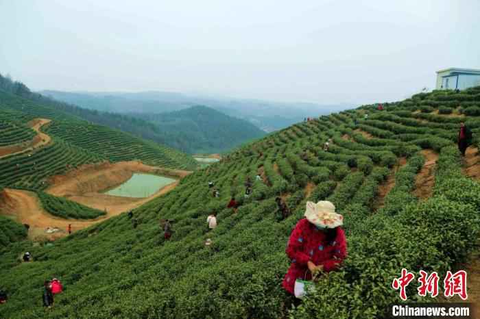 采茶工穿梭在茶林间采摘春茶 盛鹏 摄 河南信阳春茶迎采摘 茶农万亩茶林间谱“春曲”
